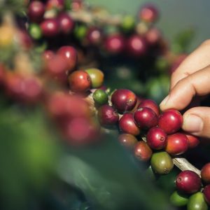 hands-that-are-picking-coffee-beans-from-the-coffee-tree